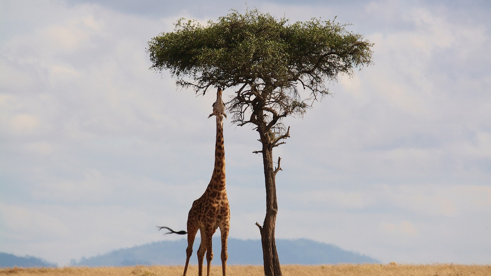 Pourquoi opter pour un safari privé à Tanzanie ?