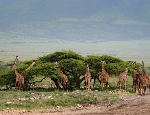 Les clés pour un safari inoubliable en Tanzanie